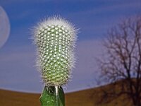 Catus