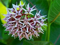 Coeur d'Alene Flower