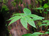 Dew on Leaf