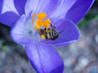 Flower & Bee MG 8662