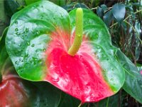 Flower 01