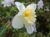 Flower 03