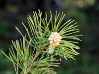 Pine Cluster