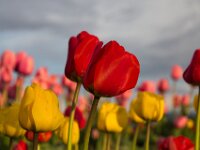 Tulips 01 IMG 1299