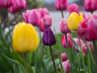 Tulips 02 MG 1327