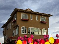 Tulips at Arbor Crest