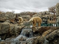 Polar Bears
