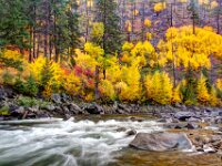 Fall Color Trees and Stream