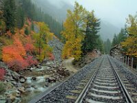 Fall Color Trees