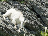 Decending Goat