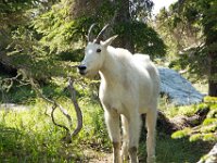 Goat 01