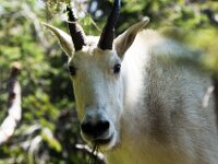 Goat Close Up 02