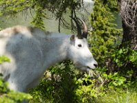 Goat Close Up 03