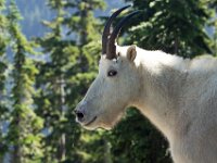 Goat Close Up 04