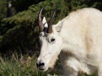 Goat Close Up 05