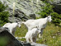 Goat Family