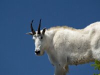 Goat on Cliff 01