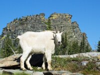 Goat's Sticking Out Tongue
