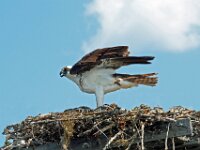Osprey 02