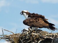 Osprey 03