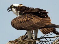 Osprey 04