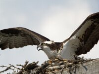 Osprey 05