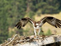 Osprey 06