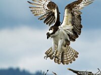 Osprey 07