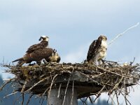 Osprey 08