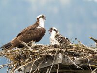 Osprey 09
