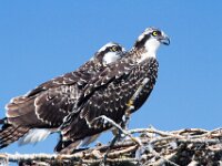 Osprey 11