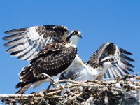 Osprey 12