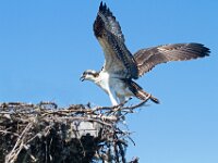 Osprey 13