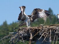 Osprey 14
