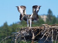Osprey 15