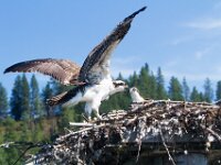 Osprey 16