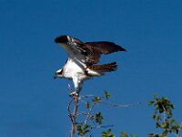 Osprey 17