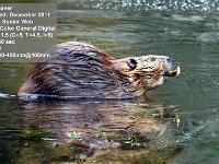 2011 12 Beaver