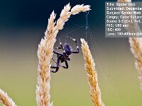2011 12 SpiderInGrass
