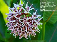 2012 01 CDAFlower