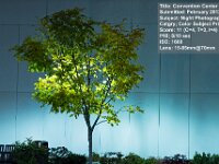 2012 02 ConventionCenterTree