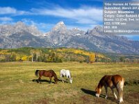 2012 03 HorsesAtTetons