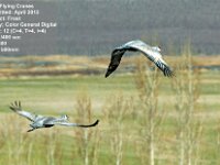 2012 04 FlyingCranes