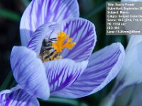2012 09 BeeInFlower