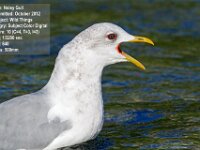 2012 10 NoisyGull