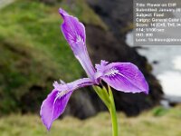 2013 01 FlowerOnCliff