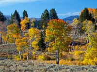 Fall Color