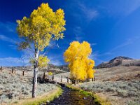 Fall Trees
