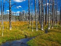 Yellowstone Stream 01