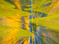 Impressionistic Birch